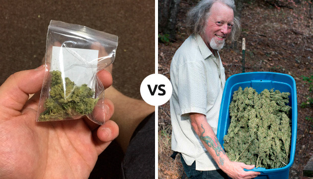 Wie viel kostet es, Marihuana anzubauen?