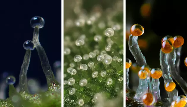 Trichome bereit für die Ernte