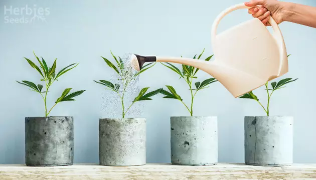Cannabis gießen