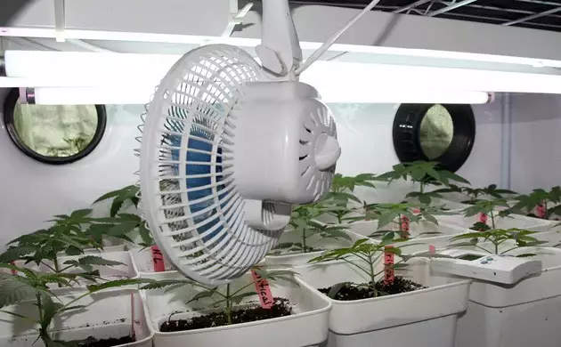 Let the soil dry and keep it dry fungus gnats neem oil