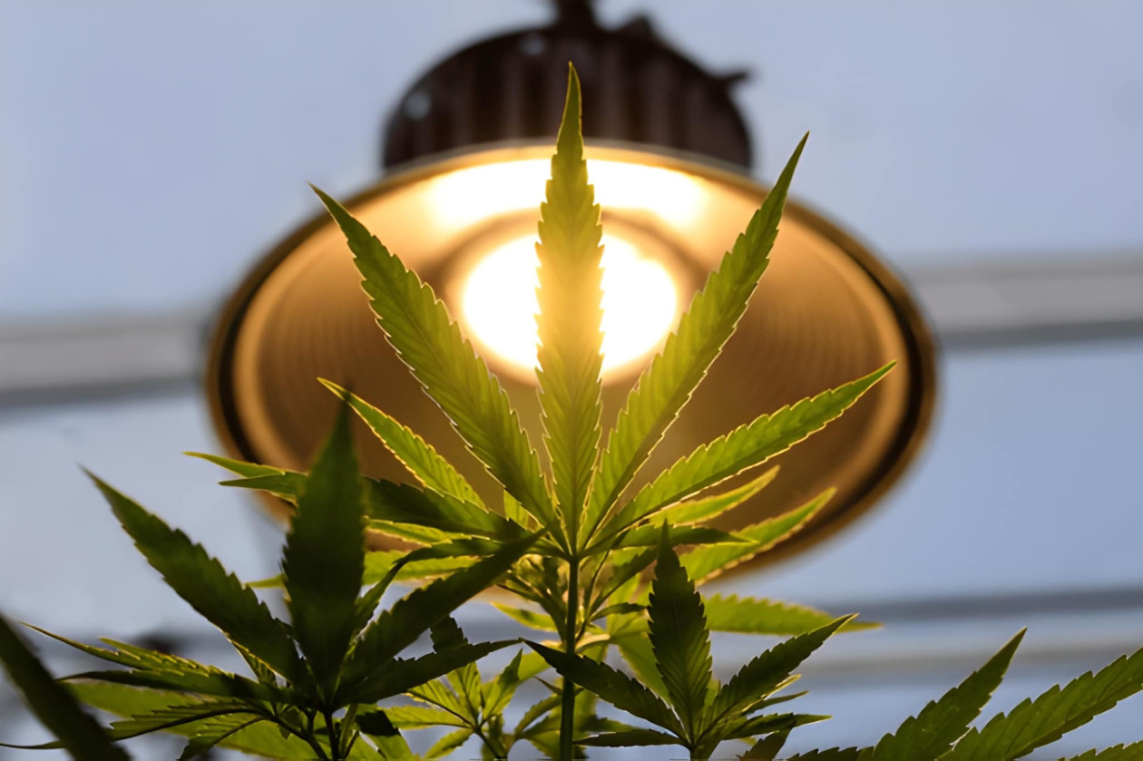 light cycles for autoflowering