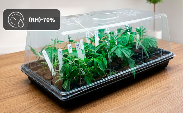 wie viel Cannabis zu gießen