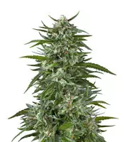 Blue Dream (Garden of Green) Cannabis-Samen zu verkaufen Blue Dream (Garden of Green)