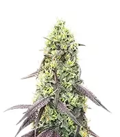 Jelly Donutz Autoflower feminisierte Samen zu verkaufen Jelly Donutz Autoflower (Humboldt Seed Company)