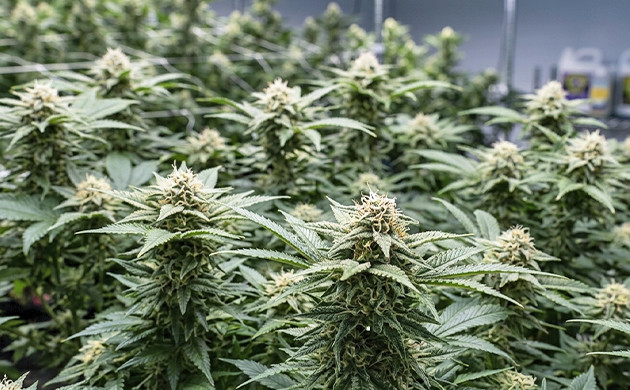 weed flowering stage