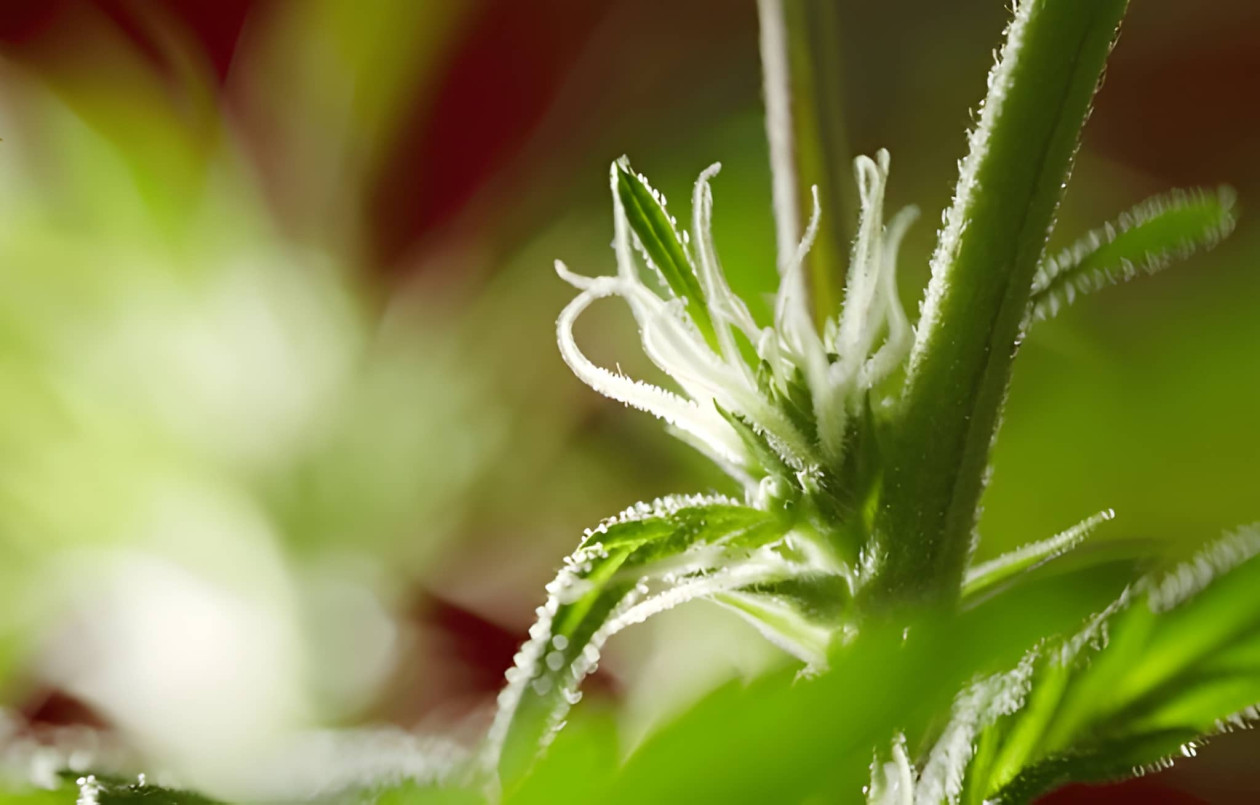 blütenstempel bei cannabis