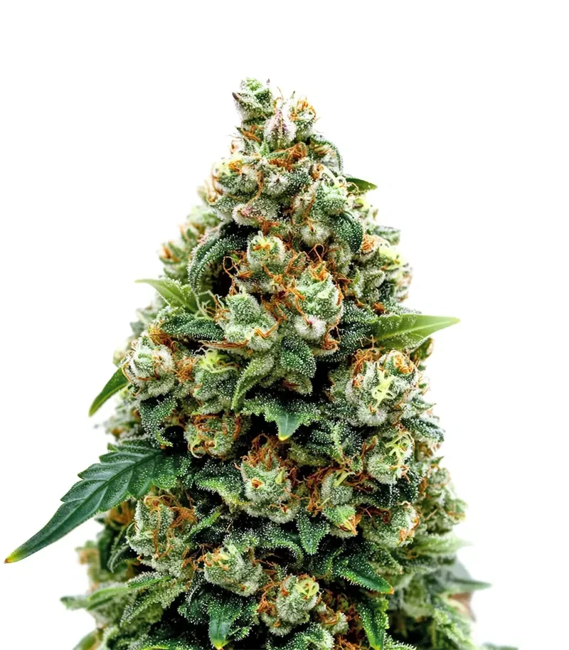 Jack Herer (Green House Seeds)