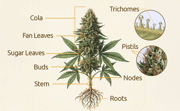 cannabis plant diagram