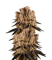 Purple Punch (Barney's Farm) Cannabis-Samen zu verkaufen Purple Punch (Barney's Farm)