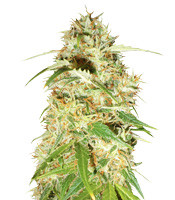 Zamaldelica (Ace Seeds) Cannabis-Samen zu verkaufen Zamaldelica (Ace Seeds)