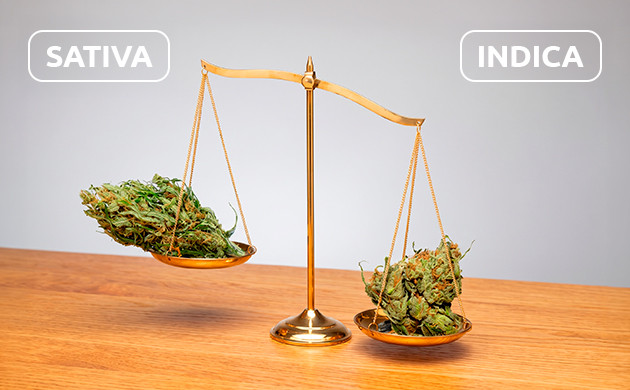 indica buds vs sativa buds