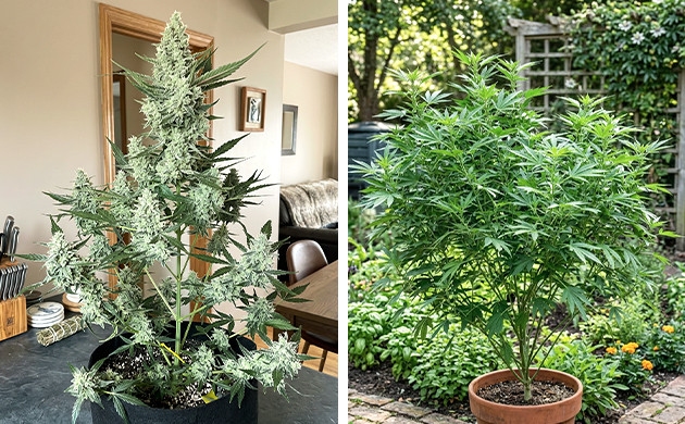 Ist es eine autoflowering Sorte oder eine Photoperiode? Autoflower blüht nicht