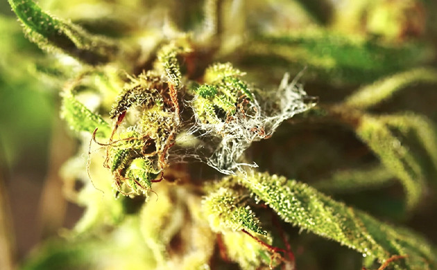 marijuana plant diseases