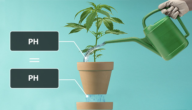 Was tun, wenn die Cannabispflanze überbewässert ist?