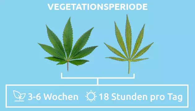 indica vs sativa strains