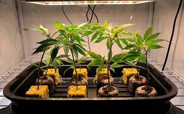 how to clone cannabis in soil