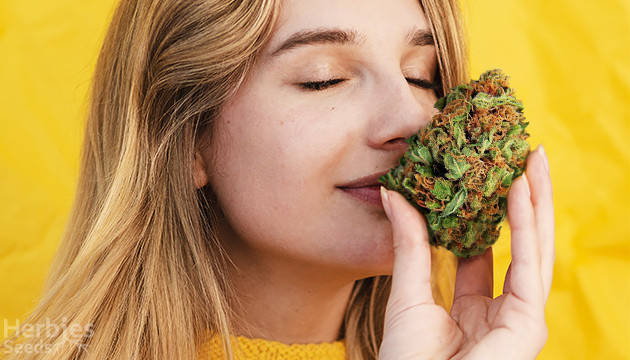 Kaufen Sie 5 am besten riechende Marihuana-Sorten