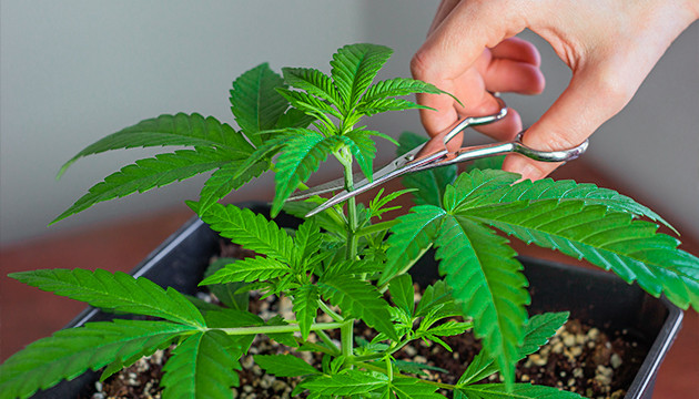 topping cannabis