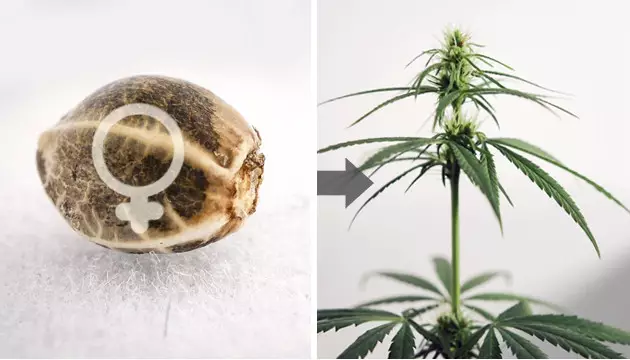 Cannabissamen sexieren