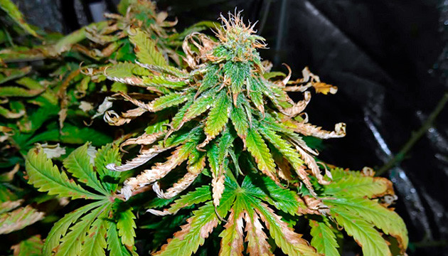Knospung von Marihuana-Pflanzen