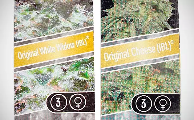 IBL Marihuana Samen sind s1 Samen stabil