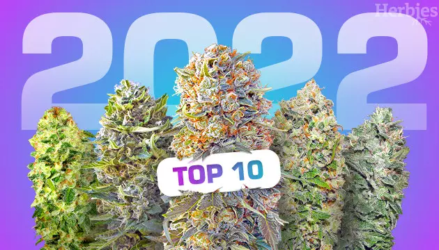 Top-10 autoflowering Sorten 2022