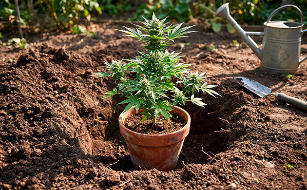 heat stress during flowering