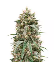 Blueberry Hill Cannabis-Samen Kaufen Blueberry Hill (Herbies Seeds)