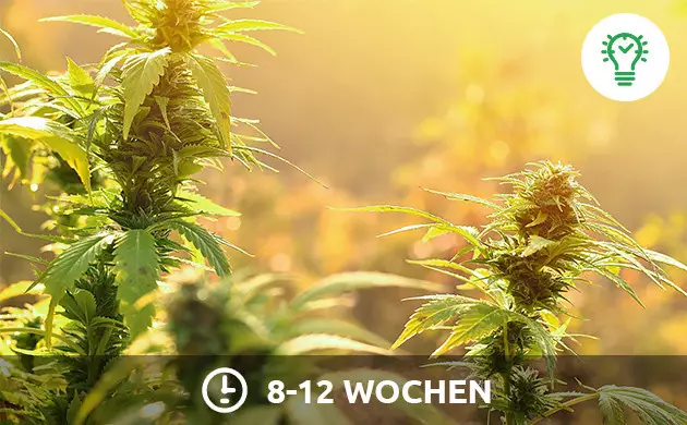 Indoor Cannabis Licht Zeitplan