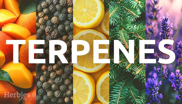 terpenes 101