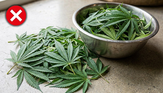 autoflowers deleafing