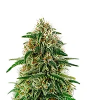 A.M.S. (Green House Seeds)