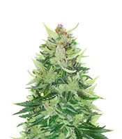 CBD Lemon Auto Cannabis-Samen Kaufen CBD Lemon Auto (Herbies Seeds)