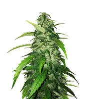 Holy Grail Kush Cannabis-Samen Kaufen Holy Grail Kush (DNA Genetics)
