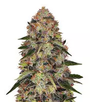Shiskaberry (Barney's Farm) Cannabis-Samen zu verkaufen Shiskaberry (Barney's Farm)
