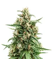 Solomatic Auto CBD (Royal Queen Seeds)