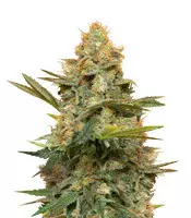 Three Blue Kings (Humboldt Seeds Organization) Cannabis-Samen zu verkaufen Three Blue Kings (Humboldt Seeds Organization)