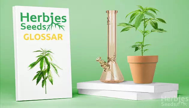 Canabis wachsende Begriffe