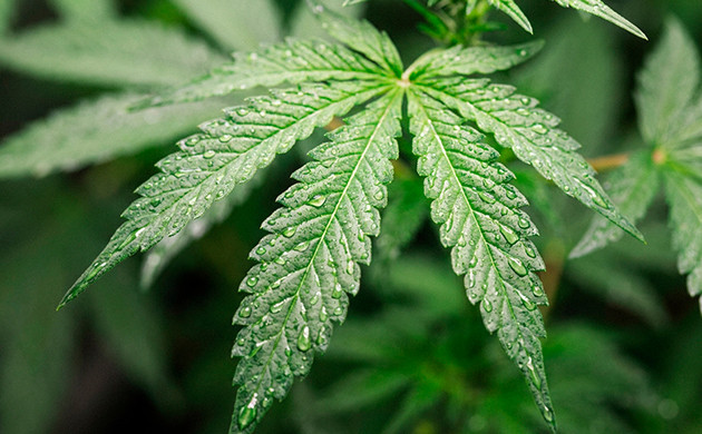 Bewässerung von Cannabispflanzen
