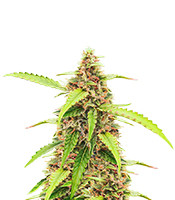 Kaufe Scarlet Skunk Autoflower Samen feminisiert von EGS Scarlet Skunk Autoflower (EGS)