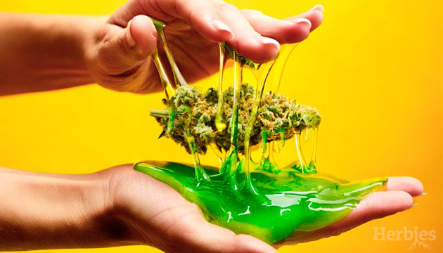 Top 10 der harzreichsten Weed-Sorten