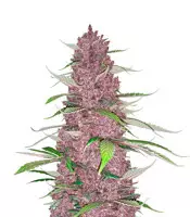 Kaufe Purple Juice Auto Samen feminisiert von Herbies Seeds Purple Juice Auto (Herbies Seeds)