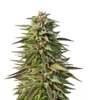 Trippy Gorilla Autoflowering (Big Head Seeds) Cannabis-Samen zu verkaufen Trippy Gorilla Autoflowering (Big Head Seeds)