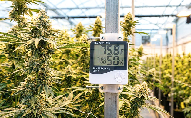 Are digital thermometers better what temperature is too cold for plants