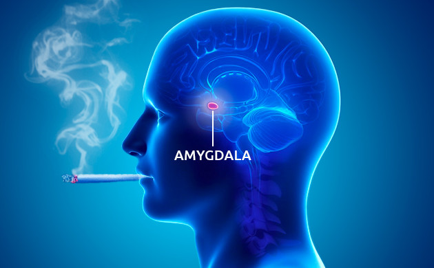 amygdala 