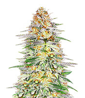 Kaufe Alpha 21 Samen feminisiert von AlphaFem Seeds Alpha 21 (AlphaFem Seeds)