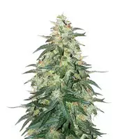 Sweet CBD Auto (Auto Seeds) Cannabis-Samen zu verkaufen Sweet CBD Auto (Auto Seeds)