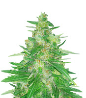 Desfrán (Dutch Passion) Cannabis-Samen zu verkaufen Desfrán (Dutch Passion)