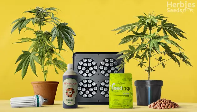 Wie man Marihuana richtig anbaut
