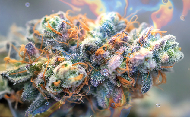 farnesene in cannabis strains